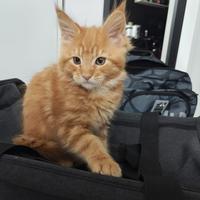 Maine Coon rosso