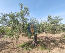 Selinunte Terreno Agricolo Contrada Belice Mare