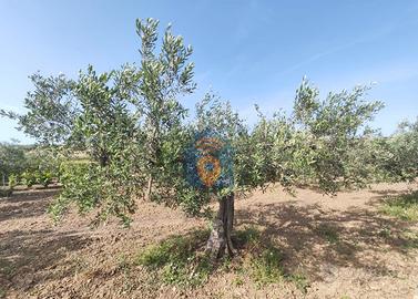 Selinunte Terreno Agricolo Contrada Belice Mare