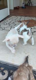 Chihuahua