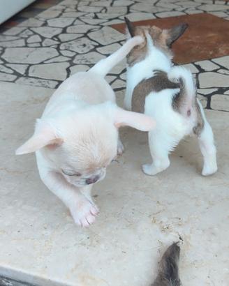 Chihuahua