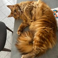 Maine Coon Femmina per monta