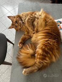 Maine Coon Femmina per monta