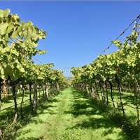 Vigneto valpolicella doc classico