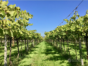 Vigneto valpolicella doc classico