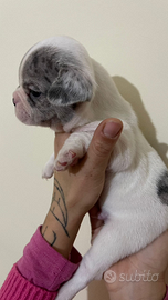 Cuccioli bulldog francese