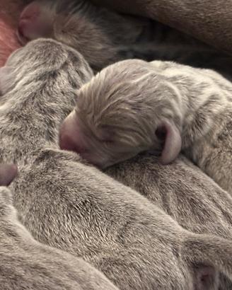 Cuccioli di Weimaraner in Toscana