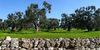 Alberi ulivo