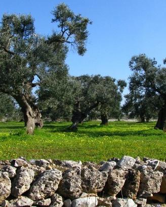 Alberi ulivo