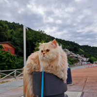 Gatto persiano, per accompagnamento