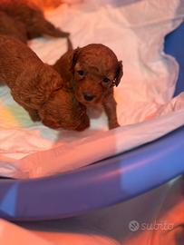 Barboncini toy e mini toy