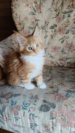 Cuccioli maine coon
