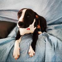 Femmina per accoppiamento