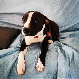 Femmina per accoppiamento