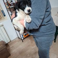 Cuccioli incrocio labrador e border collie