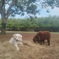 Pecore nane ouessant