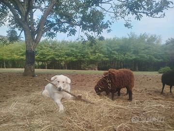 Pecore nane ouessant