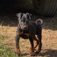 Dobermann