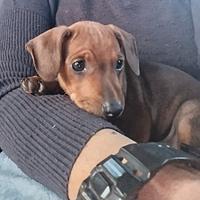 Pinscher nani cuccioli