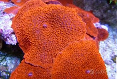 Discosoma arancione coralli molli