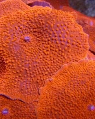 Discosoma arancione coralli molli