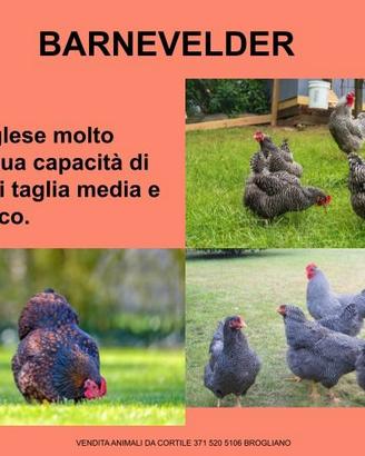 Galline ornamentali balnevelred