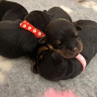 Cuccioli Rottweiler