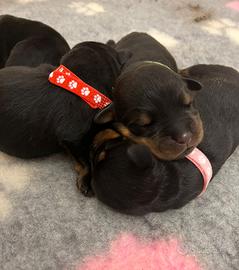 Cuccioli Rottweiler