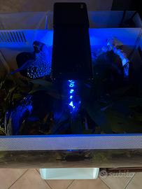 Acquario