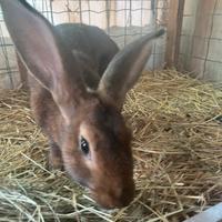 Coniglio Leprino di Viterbo