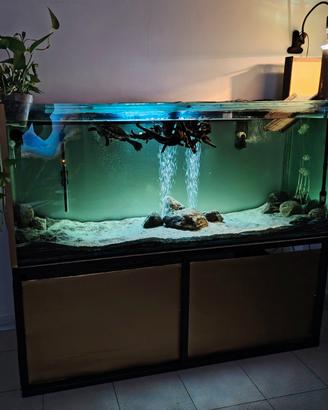 Tartarughe e acquario