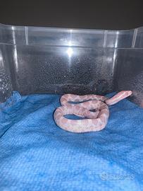 Serpente del grano
