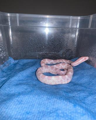 Serpente del grano
