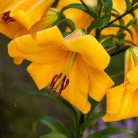 3 bulbi di Lilium Golden Splendor