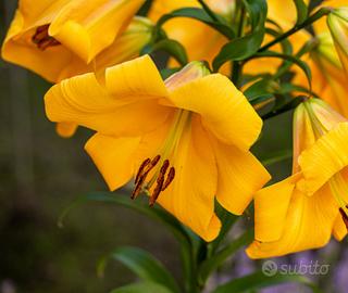 3 bulbi di Lilium Golden Splendor