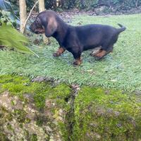 Maschietto di bassotto nano