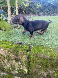 Maschietto di bassotto nano