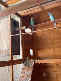 Coppia Parrocchetti dal collare