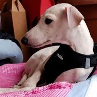 Piccolo levriero Cucciola