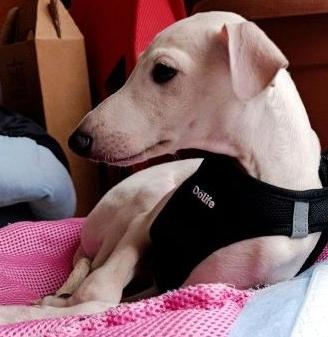 Piccolo levriero Cucciola