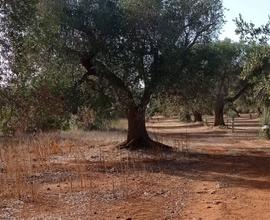 Terreno agricolo