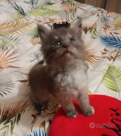 Maine Coon cucciola