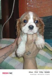 Cavalier king
