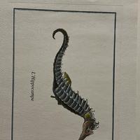 Vendita stampe/ disegni vintage