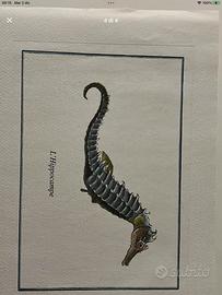 Vendita stampe/ disegni vintage