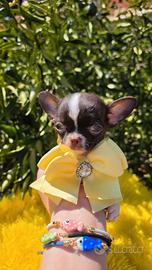 Chihuahua mini mini pedigree