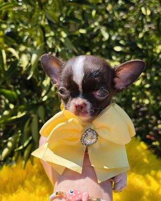 Chihuahua mini mini pedigree