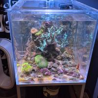 acquario cubo Marino con sump