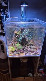 acquario cubo Marino con sump