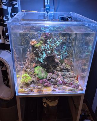 acquario cubo Marino acrilico